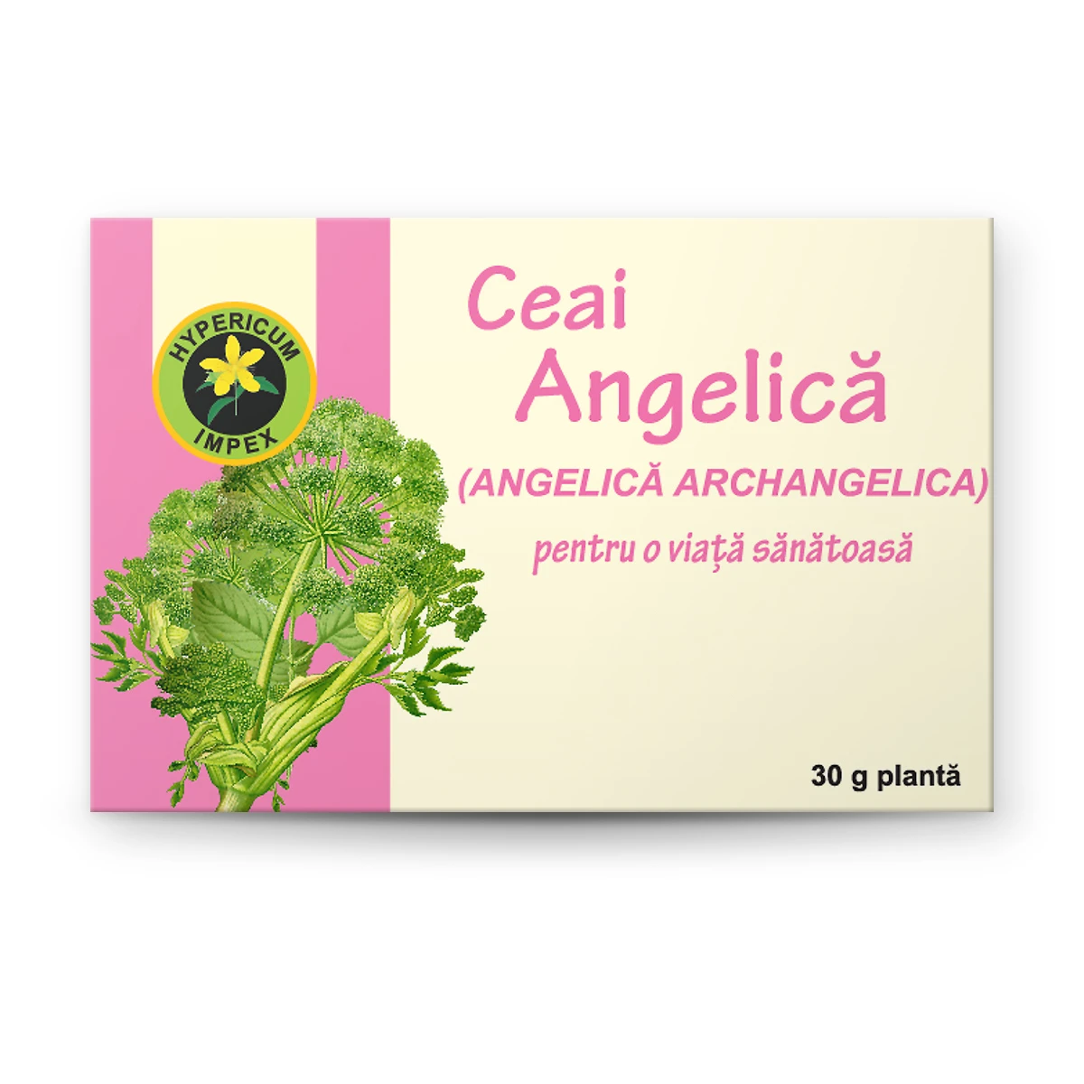 Ceai Angelică vrac din Angelica archangelica – susține digestia, elimină balonarea, combate infecțiile urinare și durerile reumatice. Hypericum.