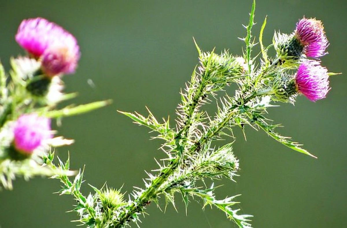 Armurariu (Silybum marianum)