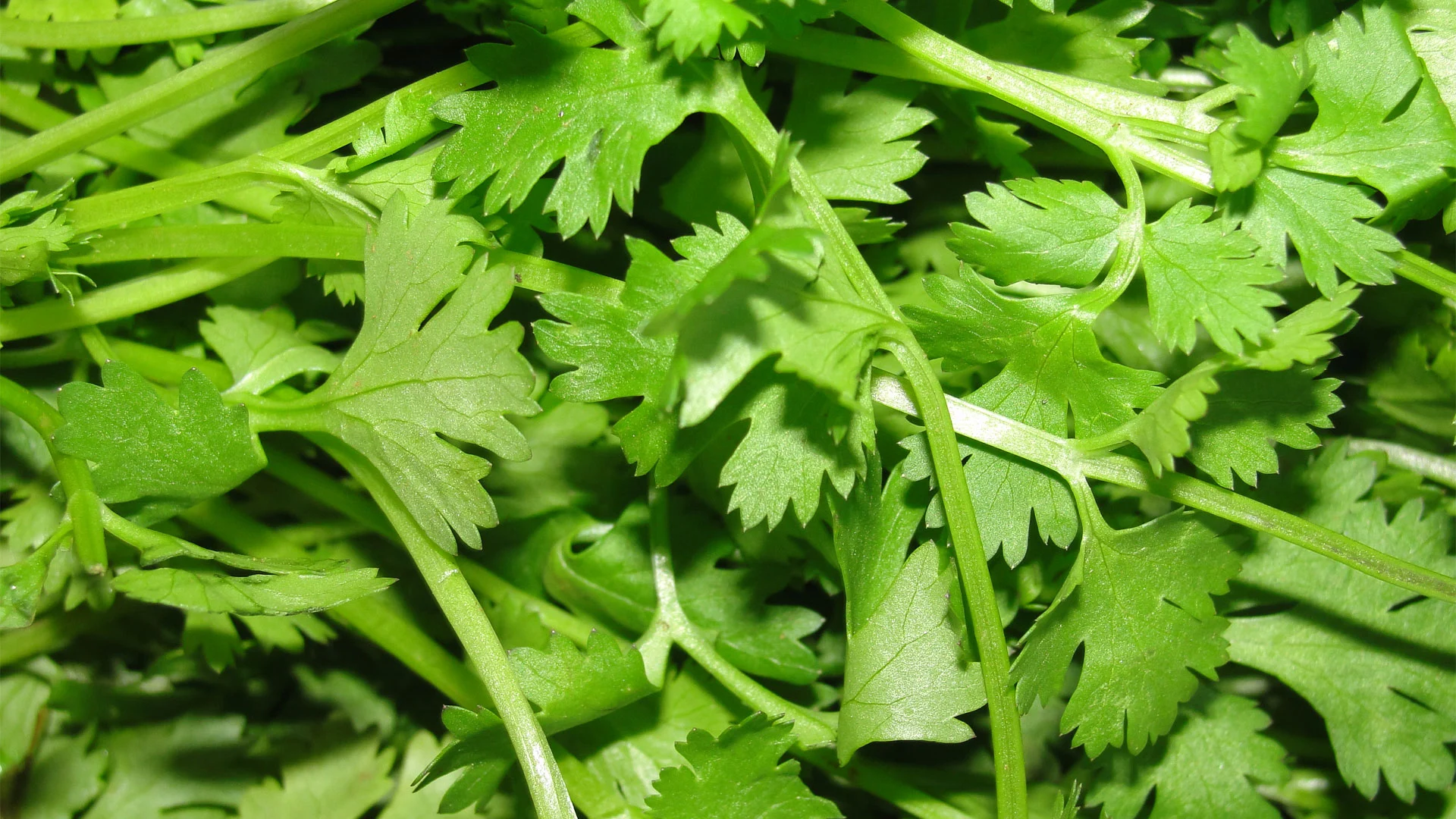 Coriandru (Coriandrum sativum)
