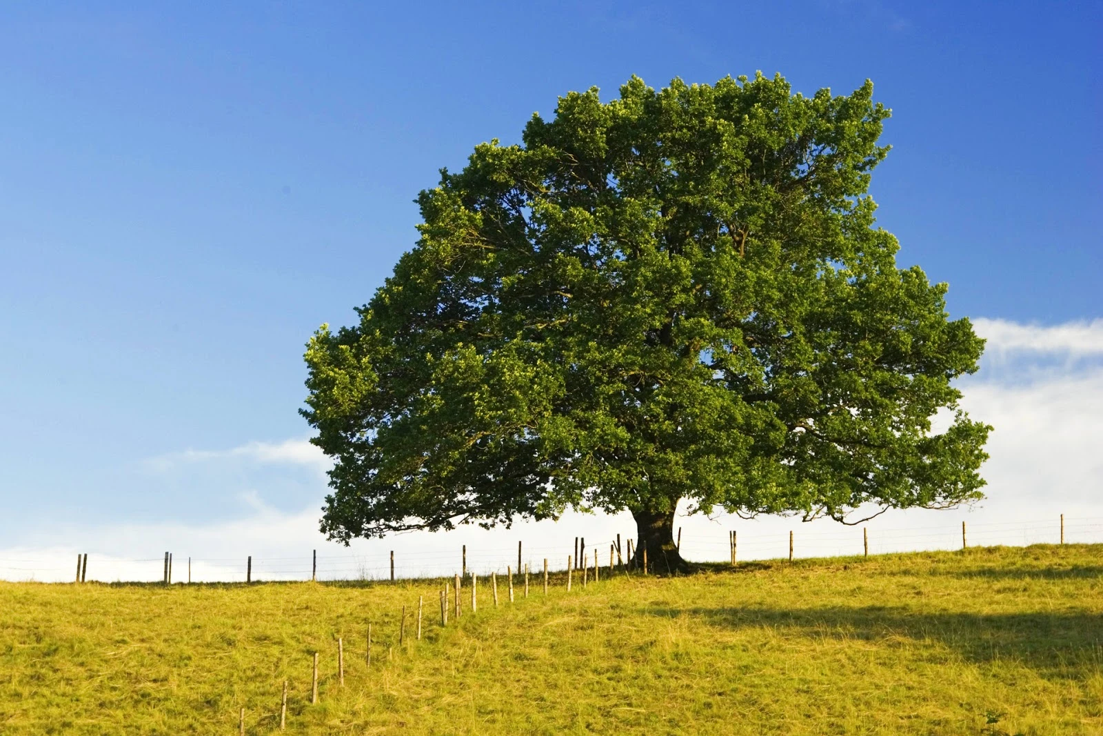 Stejar (Quercus robur), preparatele pe bază de Stejar sunt complementare pe cale internă în: tulburări digestive, diaree, intoxicaţii cu alcaloizi, cu săruri toxice de plumb, cupru şi staniu, gastrite hiperacide.
