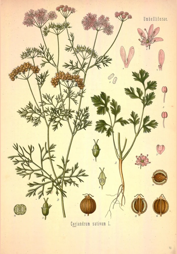 Planșă botanică veche, colorată, cu tulpini de coriandru cu flori și fructe, cu frunze de două feluri și cu detalii ale florii și ale fructului