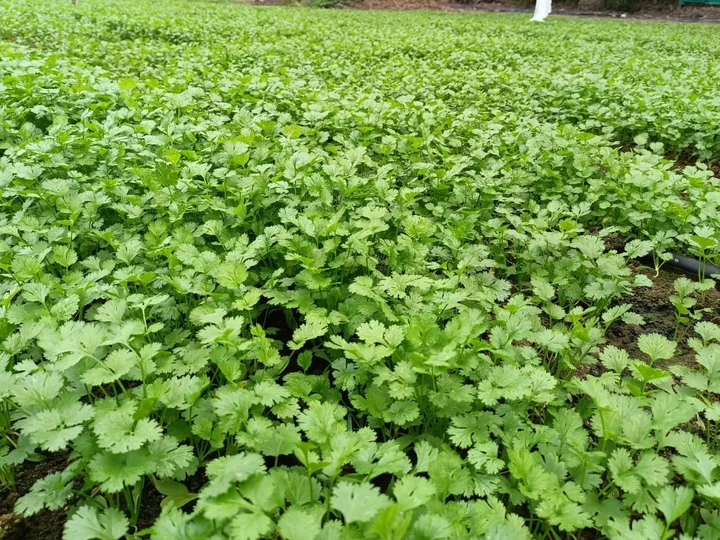 Plante tinere de coriandru în câmp, cu frunzele de jos late, lobate și dințate