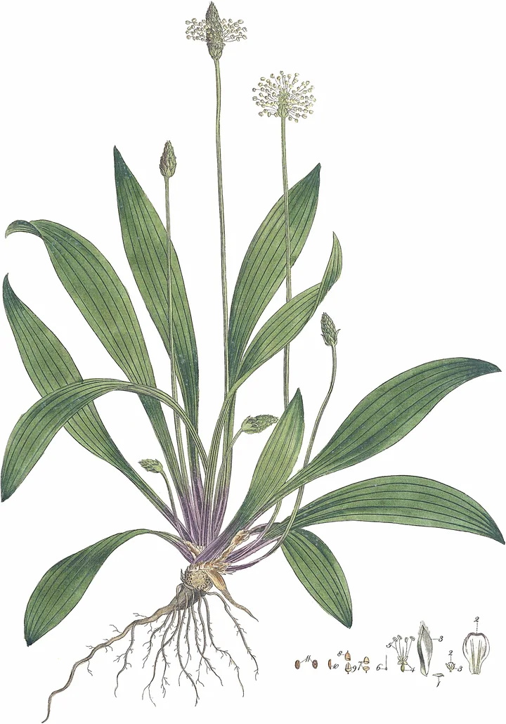 Planșă botanică veche cu pătlagină îngustă: rozetă de frunze lungi, rădăcini, două spice pe tulpini lungi și detalii ale florii și fructului
