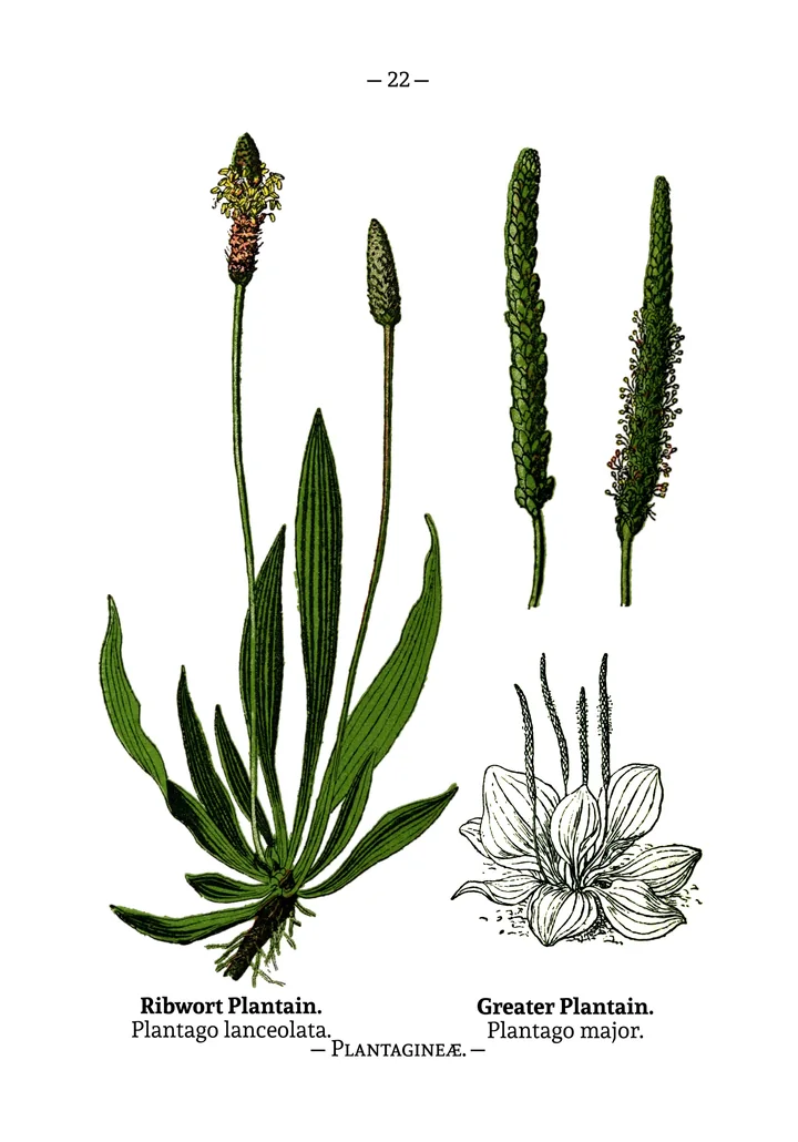 Planșă botanică veche cu două plante: pătlagina îngustă, cu frunze lungi și spice scurte, și pătlagina lată, cu frunze late și spice lungi, subțiri