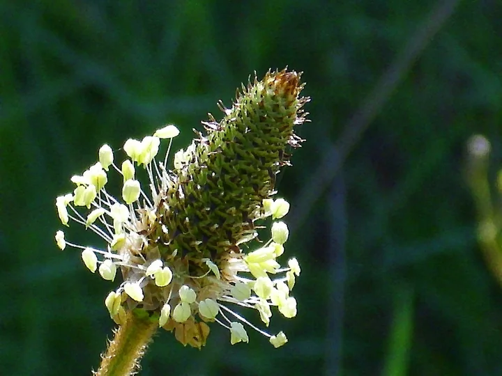 Spic de pătlagină îngustă în floare, cu un inel de stamine albe în jurul spicului verde, pe fundal verde închis