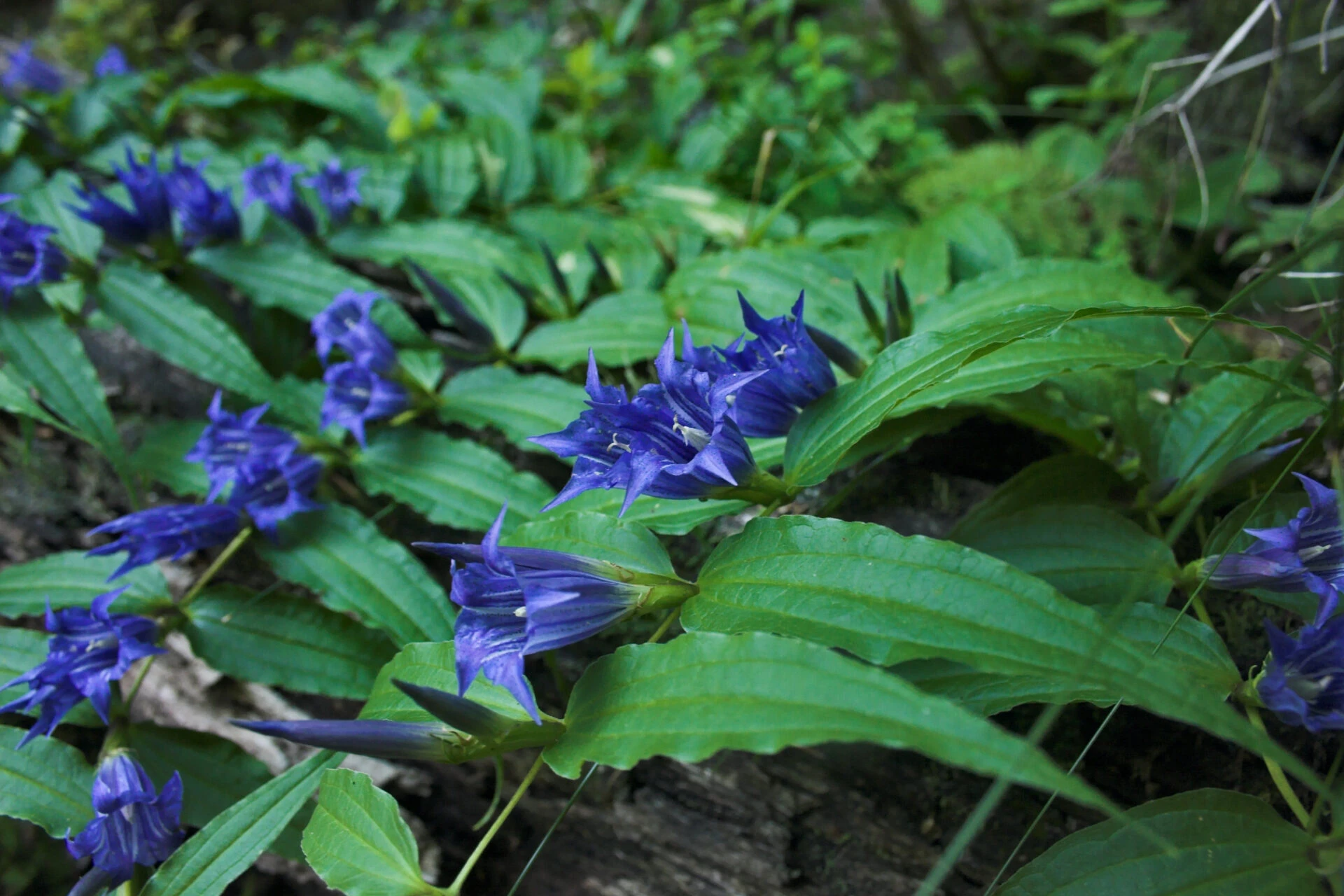 Gentiana asclepiadea