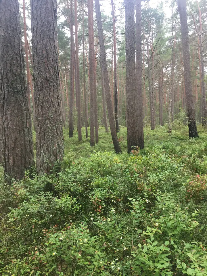 Pădure de pin cu un covor verde și des de afini sub copaci