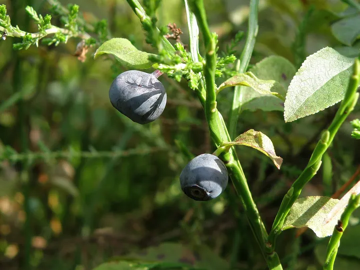 Două afine negre-albăstrui, brumate, pe o ramură verde de afin