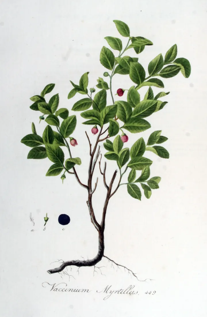 Planșă botanică veche, colorată, cu o tulpină de afin, frunze, flori roz și fructe