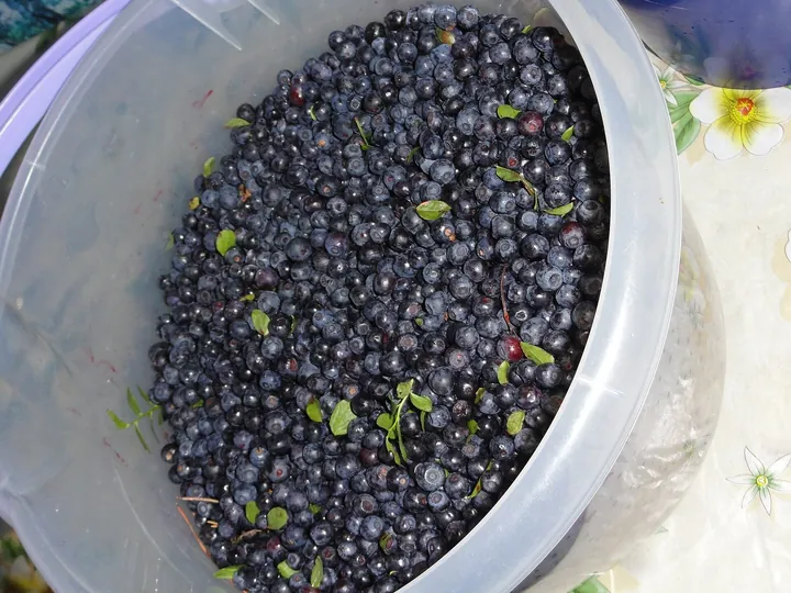 Găleată plină cu afine de pădure proaspăt culese