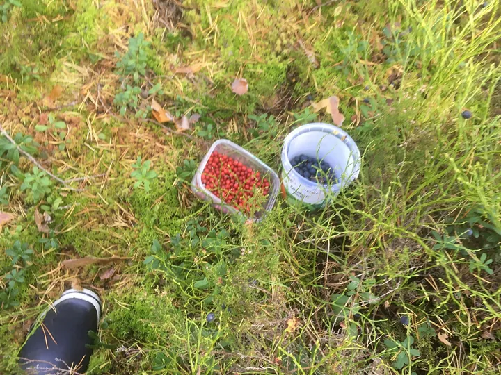 Două cutiuțe, una cu merișoare roșii și una cu afine, pe iarbă, în pădure