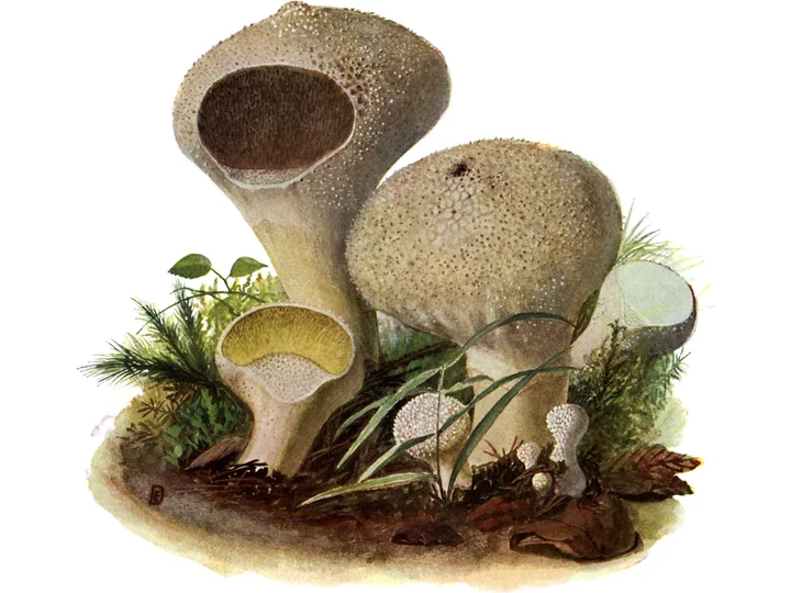 Desen vechi cu ciuperci rotunde, bej, acoperite cu negi mărunți, Lycoperdon gemmatum, unele deschise în vârf
