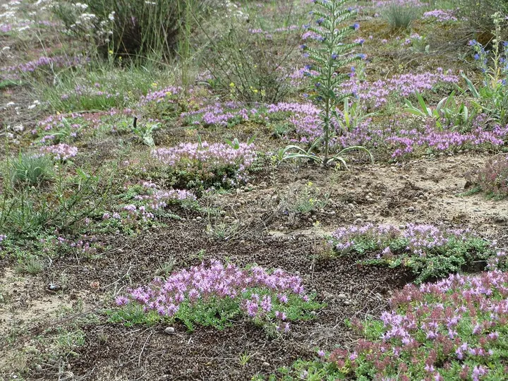 Petice de cimbrișor înflorit, cu flori roz-violet, pe un teren nisipos și uscat, printre ierburi