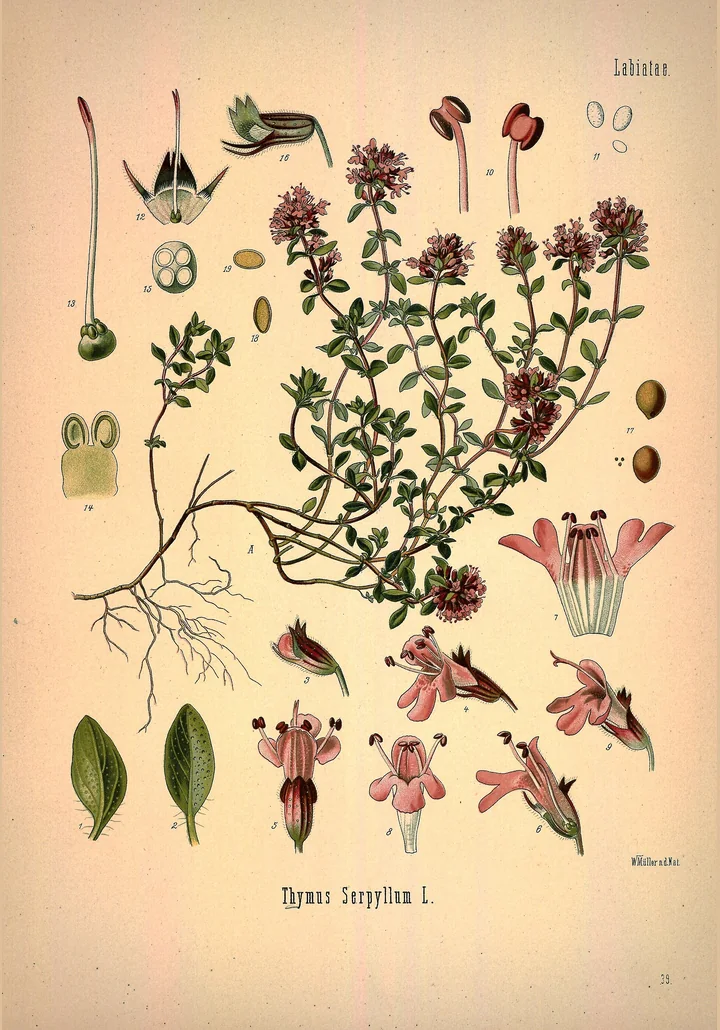 Planșă botanică veche, colorată, cu un lăstar înflorit de cimbrișor, rădăcina și detalii ale florii, ale staminelor și ale semințelor, cu inscripția Thymus Serpyllum L.