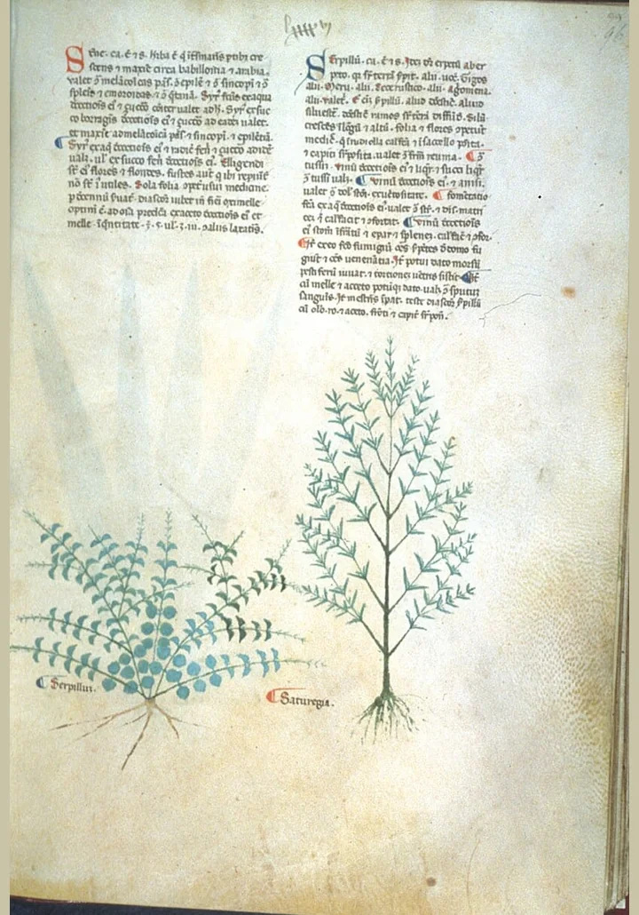 Pagină dintr-un ierbar medieval, cu două plante desenate în albastru-verzui, etichetate serpillum și saturegia, și două coloane de text latin