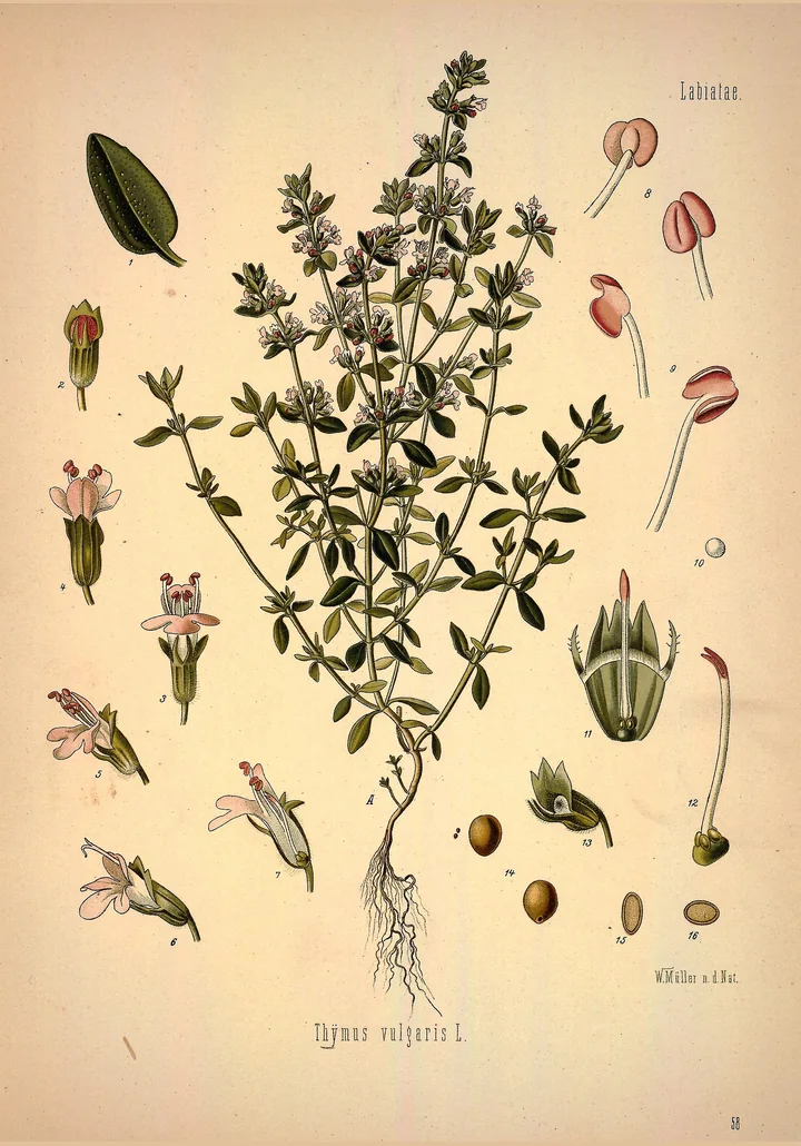 Planșă botanică veche, colorată, cu Thymus vulgaris: tulpini cu frunze mici, flori roz și detalii ale florii, ale staminelor, ale caliciului și ale semințelor