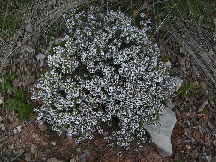 Tufă mică de cimbru (Thymus vulgaris), acoperită de flori albe, pe un teren pietros