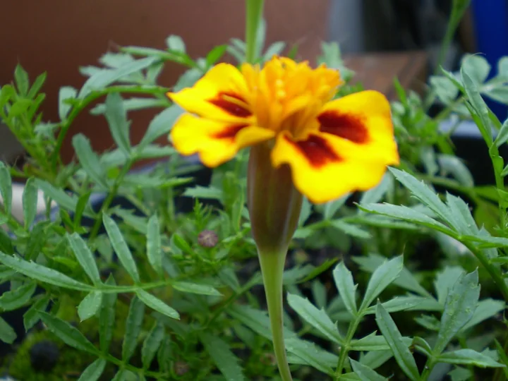 Floare de crăiță, galbenă cu pete roșu-brun, pe o plantă cu frunze mărunt divizate