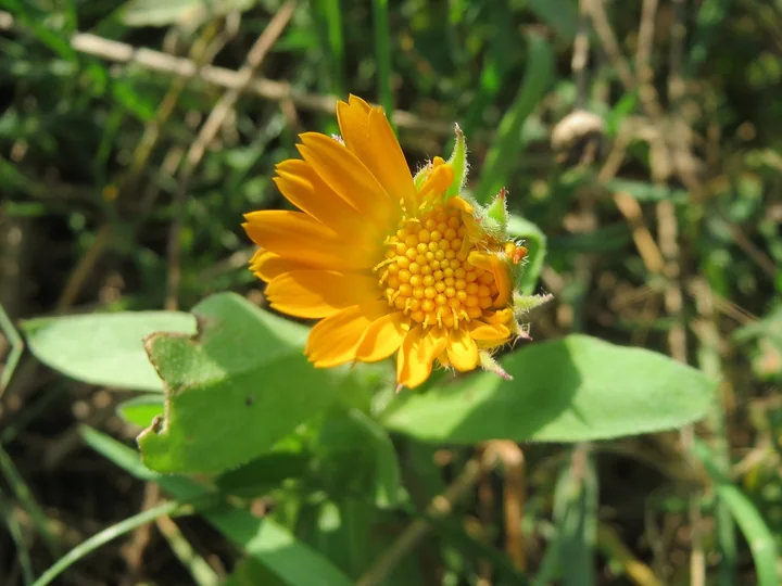 Floare portocalie de gălbenele, cu flori tubulare galbene în mijloc, între frunze verzi, întregi