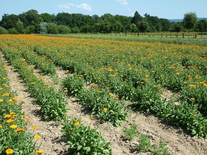 Rânduri de gălbenele cu flori portocalii, într-un câmp cultivat, cu copaci în fundal