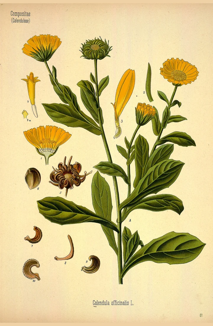 Planșă botanică veche, colorată, cu o tulpină de gălbenele, capitule, flori ligulate și tubulare și fructe curbate