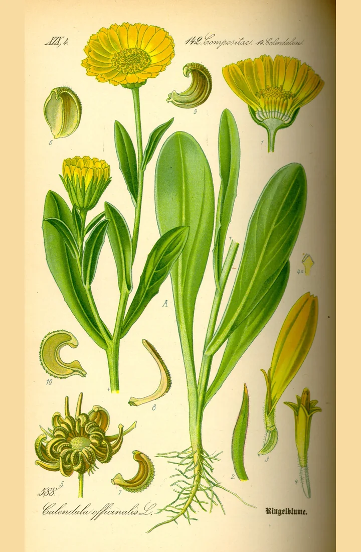 Planșă botanică veche cu gălbenele, cu rădăcina, frunzele, capitulele și fructele curbate