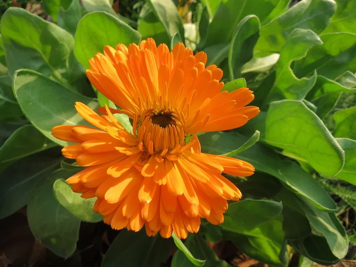 Floare de gălbenele portocalie înconjurată de frunze verzi, întregi, alungite