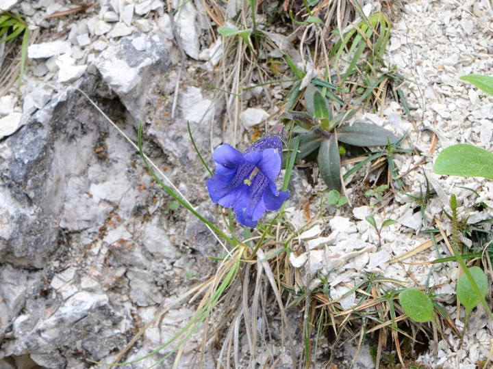 Gențiană mică, cu o singură floare albastră mare, în formă de clopot, printre pietre de calcar