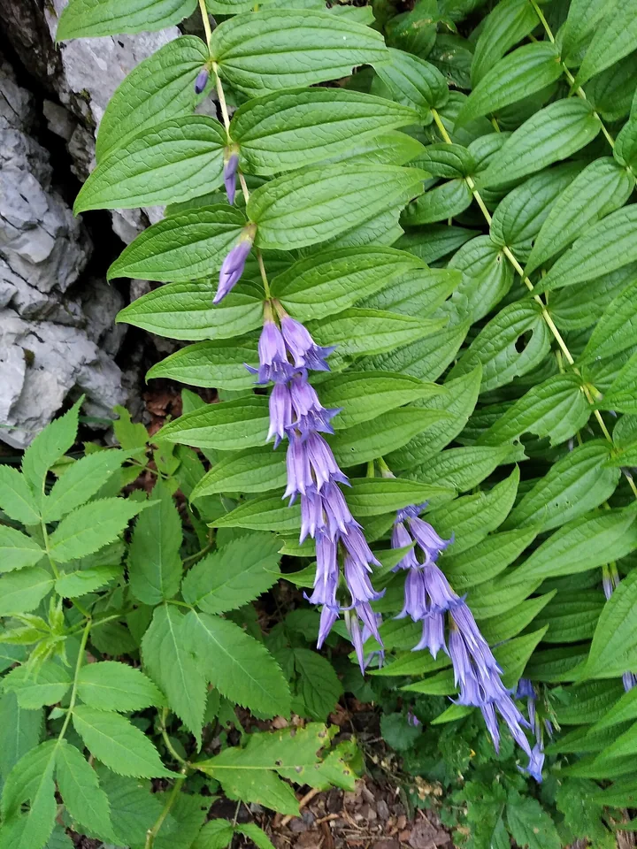 Tulpină arcuită de ghințură, cu frunze lanceolate așezate față în față și flori albastre-violet în unghiul frunzelor de sus, într-un loc umbros, lângă o stâncă