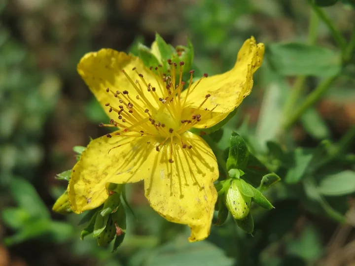 Floare de Hypericum maculatum de aproape, cu petale galbene pătate cu puncte și linii negre, printre frunze late