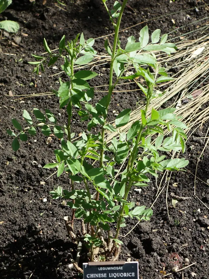 Plantă tânără de Glycyrrhiza uralensis, cu tulpini drepte și frunze compuse, cu eticheta Chinese liquorice