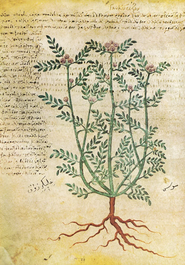 Pagină de manuscris bizantin cu o plantă de lemn-dulce, cu frunze fine compuse, flori mici și rădăcini roșcate lungi, înconjurată de text grecesc