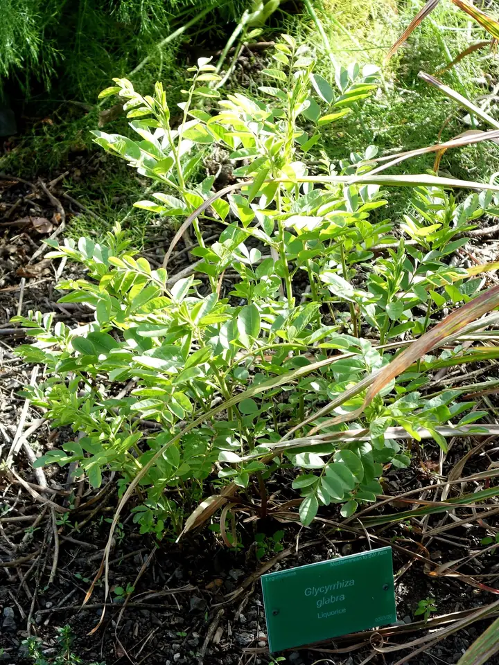 Tufă de lemn-dulce cu frunze compuse, într-o grădină botanică, cu eticheta Glycyrrhiza glabra în față