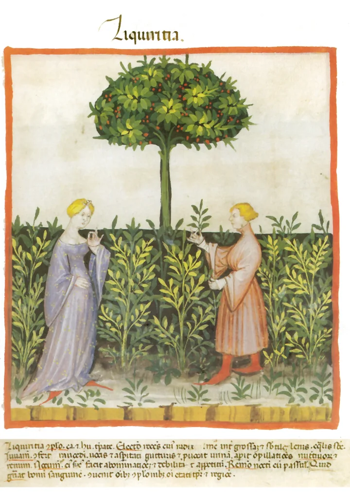 Miniatură medievală cu doi oameni într-o grădină cu tufe de lemn-dulce, sub un copac cu coroana rotundă, cu textul manuscrisului dedesubt