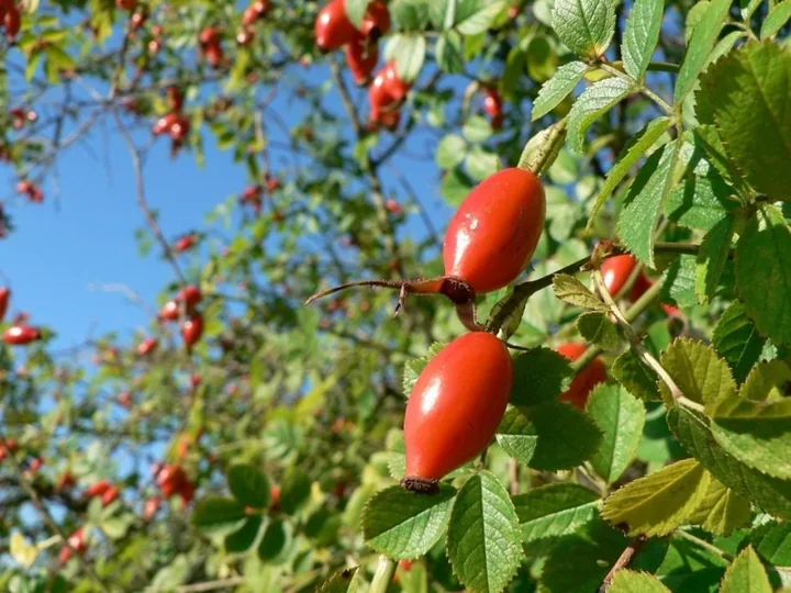 Două fructe de măceș roșii, alungite, atârnate pe o ramură cu frunze, pe cerul albastru