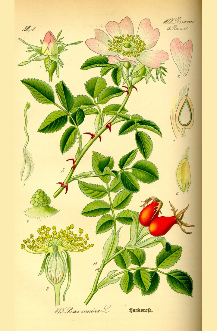 Planșă botanică colorată cu o ramură de măceș cu flori roz și fructe roșii, cu detalii ale florii și ale fructului tăiat