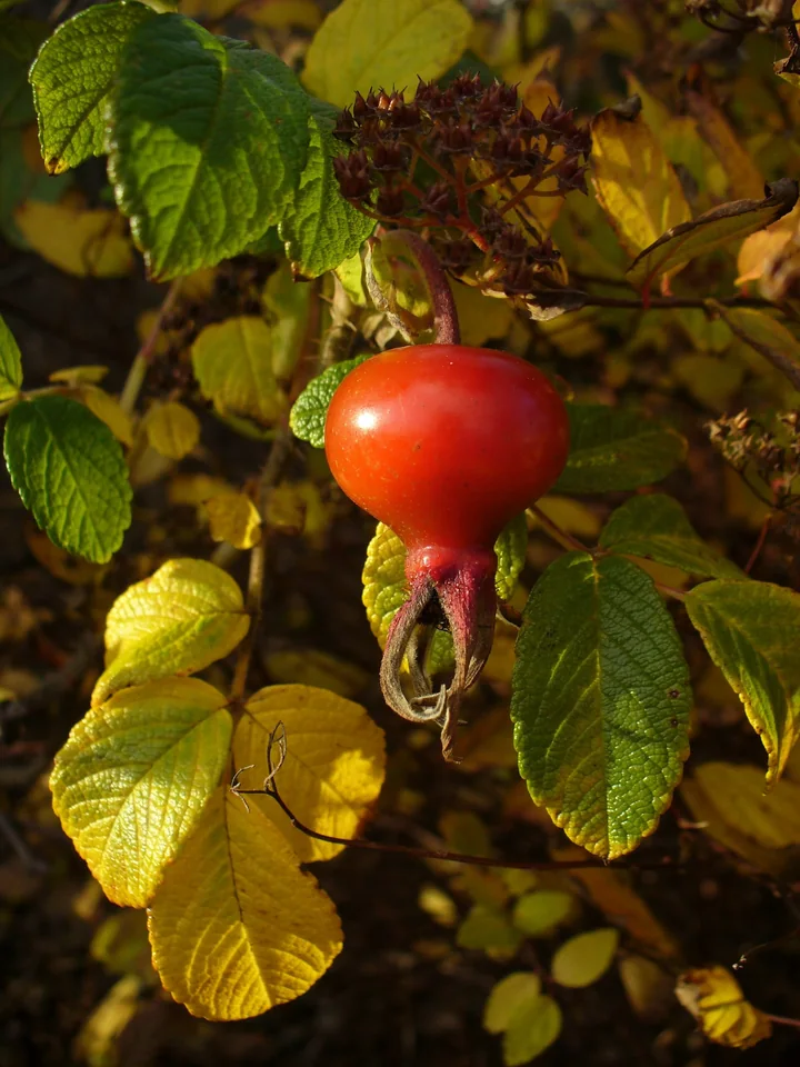 Un fruct mare, roșu și rotunjit, de Rosa rugosa, cu sepale uscate la vârf și frunze rugoase, îngălbenite de toamnă