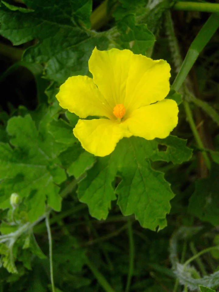 Floare galbenă de momordica, cu cinci petale, printre frunze lobate