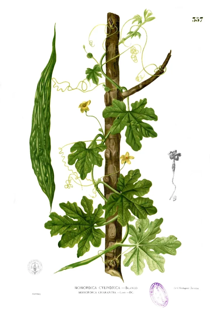 Planșă botanică veche, colorată, cu o tulpină de momordica cățărată pe un trunchi, cu frunze, flori galbene și un fruct lung, verde