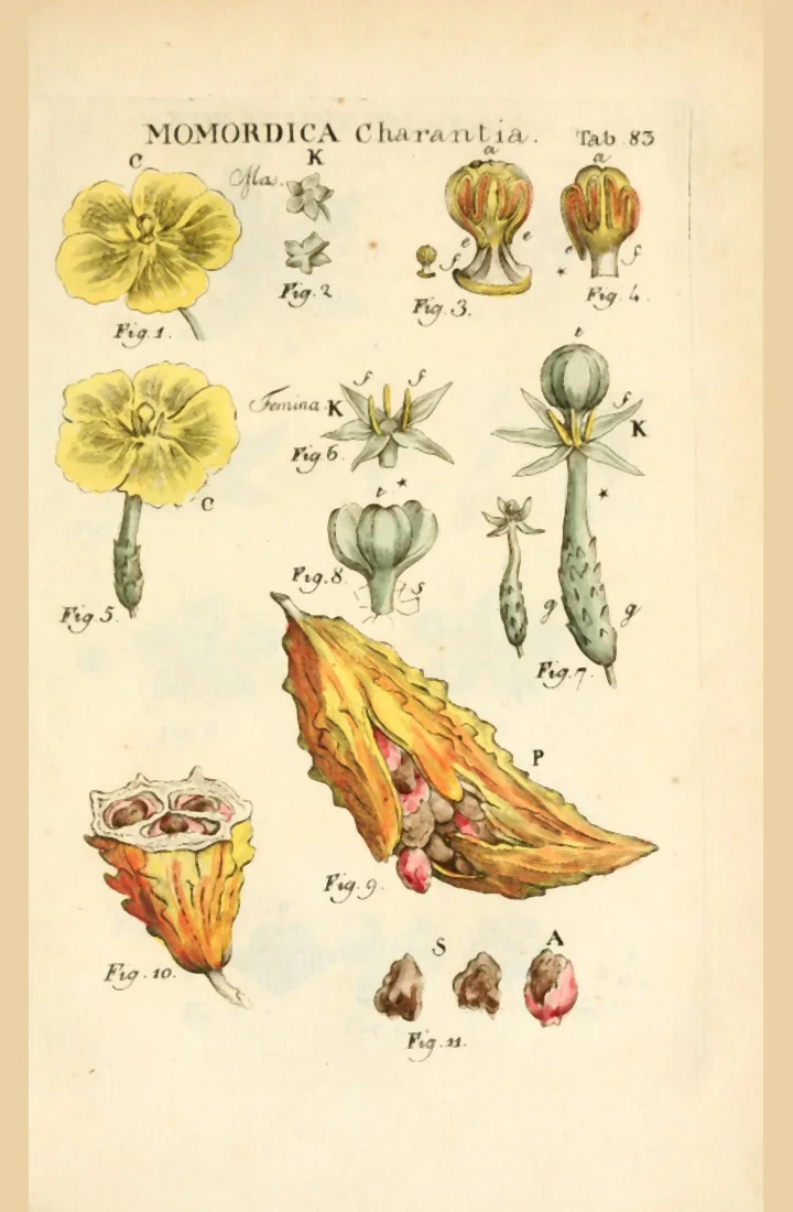 Planșă botanică veche, colorată, cu florile, părțile florii, fructul deschis și semințele de momordica