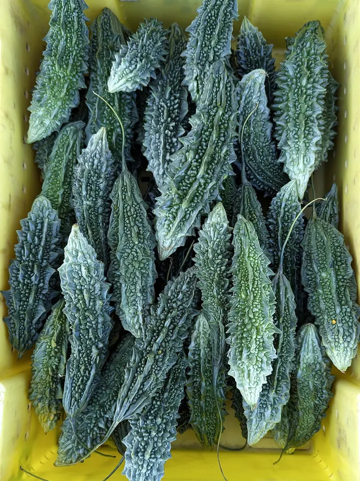 Fructe scurte, verde-închis, cu țepi și vârf ascuțit, de momordica, într-o ladă galbenă, la o piață din San Francisco