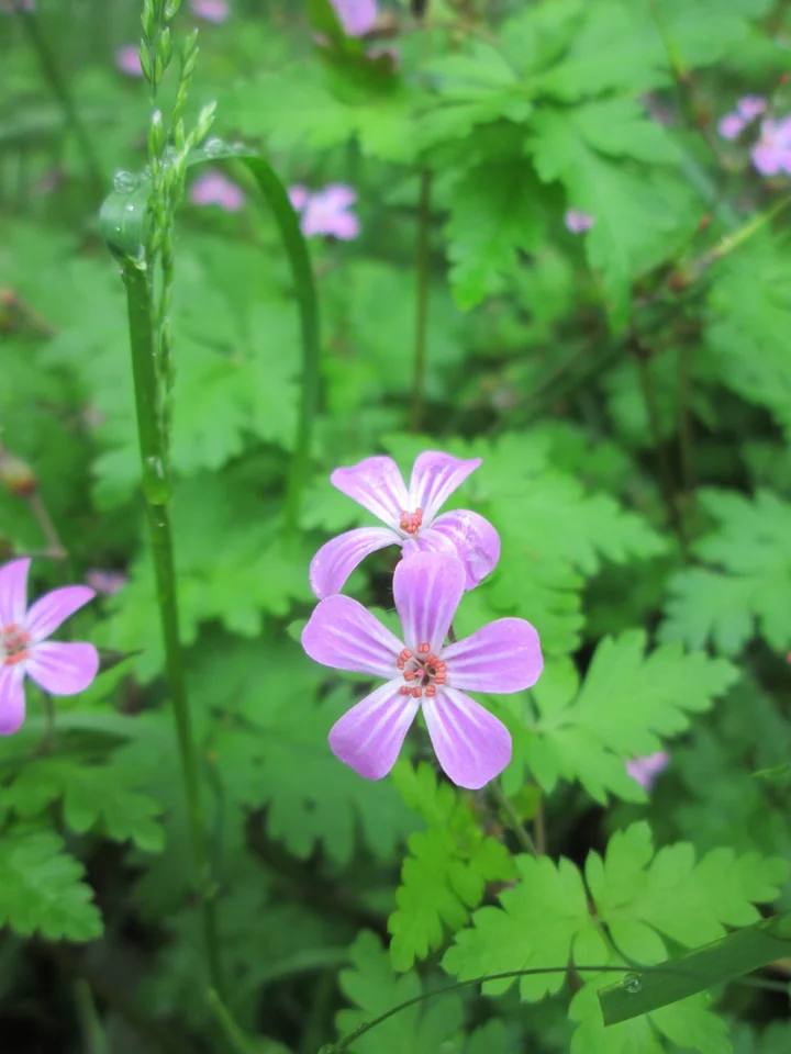 Două flori roz-violet de năpraznic, cu cinci petale, printre frunze verzi, adânc crestate