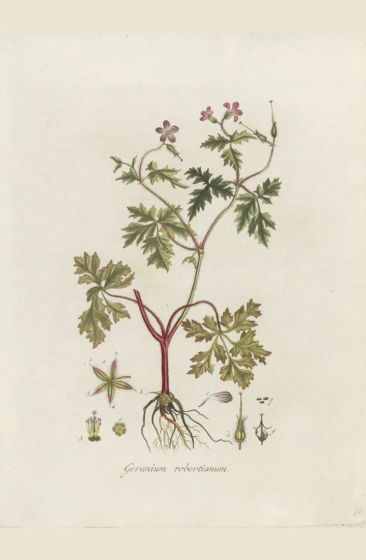 Planșă botanică veche, colorată, cu o plantă de năpraznic, cu rădăcină, tulpină roșiatică, flori mici și detalii ale florii și fructului