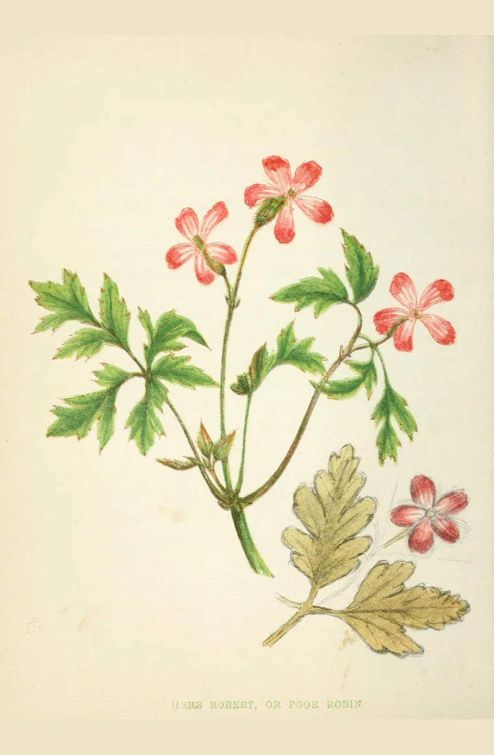Planșă botanică veche, colorată, cu tulpini de năpraznic cu flori roz-roșii și frunze divizate, cu inscripția Herb Robert, or Poor Robin