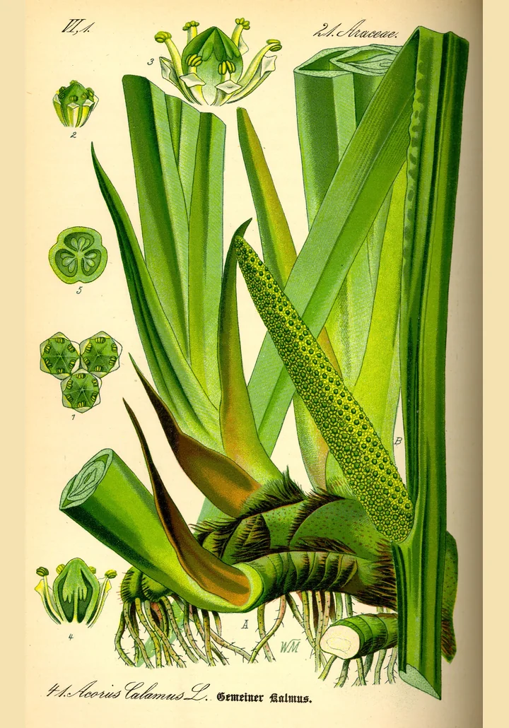 Planșă botanică veche, colorată, cu obligeană: rizom gros cu rădăcini, frunze late ca niște săbii, spadice verde cu flori și detalii ale florii