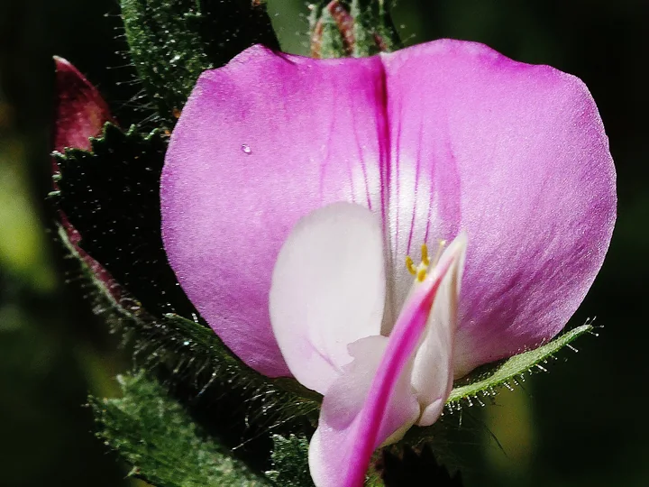 Floare roz de osul-iepurelui văzută de aproape, cu caliciul păros, verde-închis