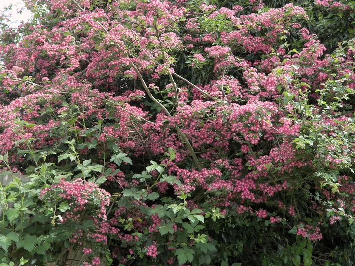 Arbust de păducel ornamental acoperit de flori roz