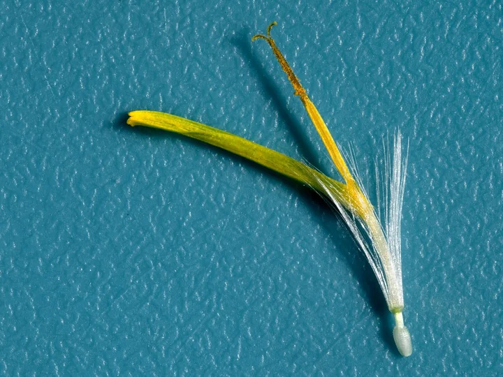 O singură floare de păpădie, cu ligula galbenă, stigmatul despicat și, la bază, fructul tânăr cu un smoc de peri albi