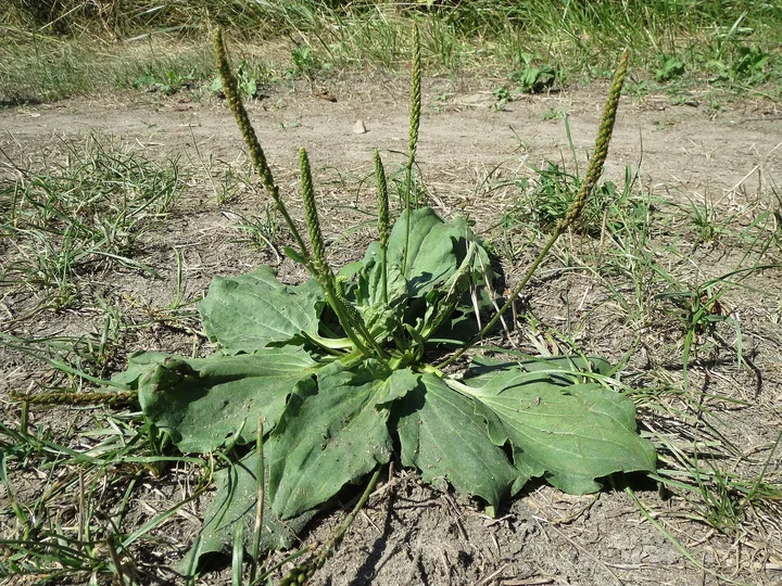 Pătlagină lată cu mai multe spice lungi și subțiri, ridicate deasupra unei rozete de frunze late, pe o potecă bătătorită
