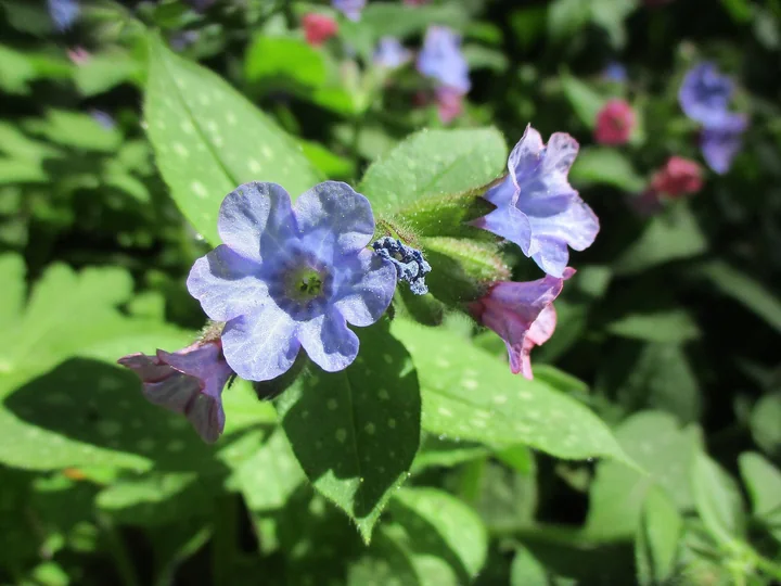 Floare albastră de plămânărică, cu alte flori roz-violet în jur, deasupra unor frunze verzi cu pete albe